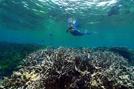 http://theconversation.com/calls-for-climate-action-as-great-barrier-reef-suffers-major-coral-loss-9922