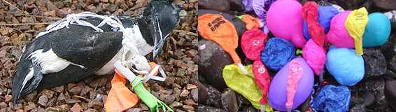 http://www.mcsuk.org/what_we_do/Clean+seas+and+beaches/Campaigns+and+policy/Don't+let+go+-+balloons+and+sky+lanterns