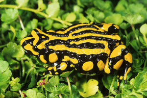 http://www.corroboreefrog.com.au/corroboree-frog