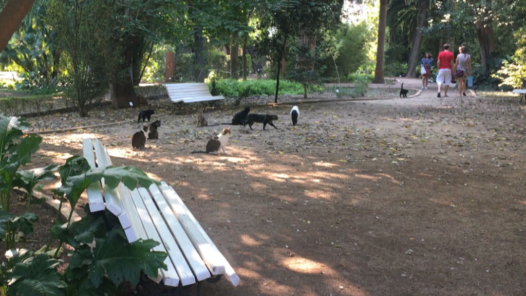 cats listen to 'Imagine' by John Lennon sung lustily by a school of English learners