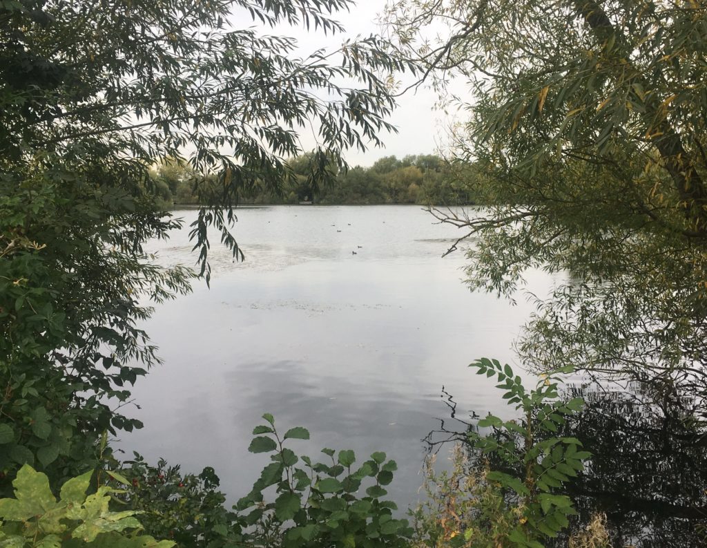 Cheshunt Lake in the Lee Valley is home to ducks, herons and moorhens and other birds I didn't see!